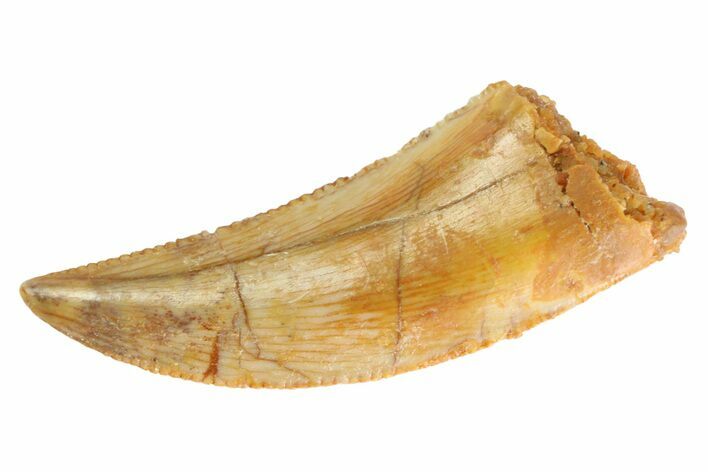 Serrated Raptor Tooth - Real Dinosaur Tooth #333317